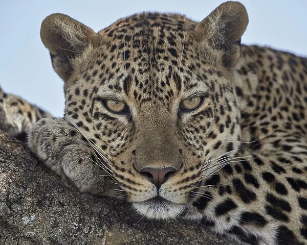 Leopard (Panthera pardus), Serengeti National Park, Tanzania, East Africa, Africa