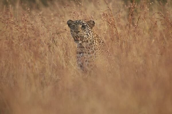Leopard (Panthera pardus) in tall grass, Kruger National Park, South Africa, Africa