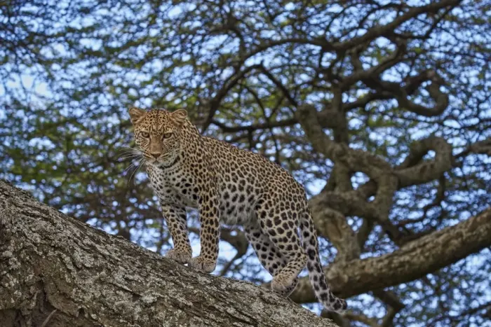 Framed Print : Leopard (Panthera pardus) in a tree, Ngorongoro Conservation Area, UNESCO World Heritage Site