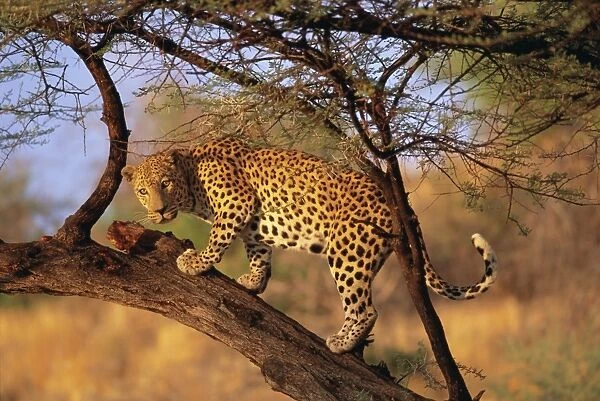 Leopard (Panthera pardus) in a tree