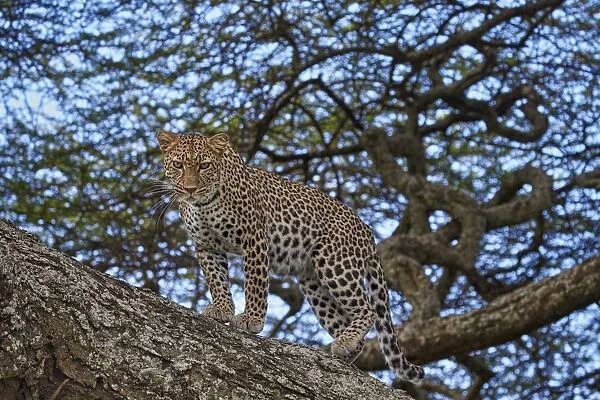 Leopard (Panthera pardus) in a tree, Ngorongoro Conservation Area, UNESCO World Heritage Site