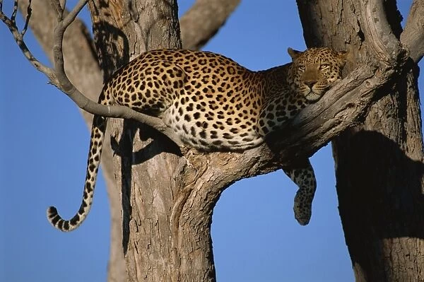Leopard (Panthera pardus) in tree, Okavango Delta, Botswana, Africa