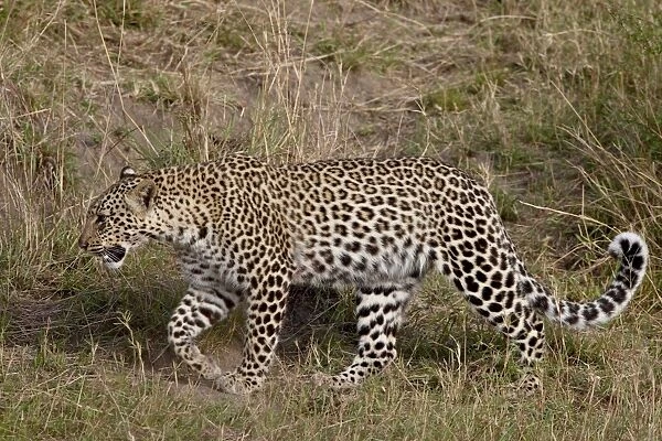 Leopard (Panthera pardus) walking, Masai Mara National Reserve, Kenya, East Africa