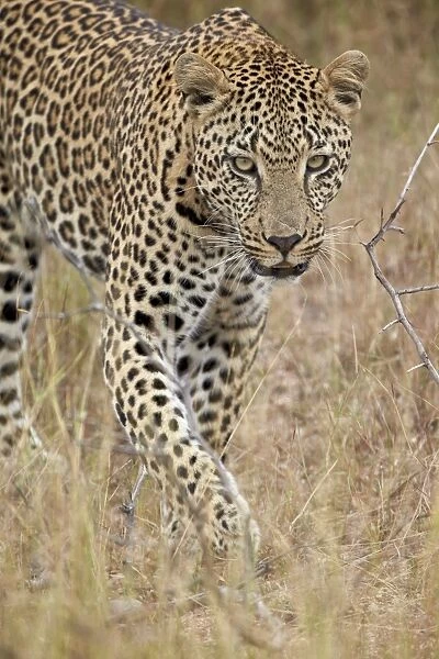 Leopard (Panthera pardus) walking through dry grass, Kruger National Park, South Africa, Africa