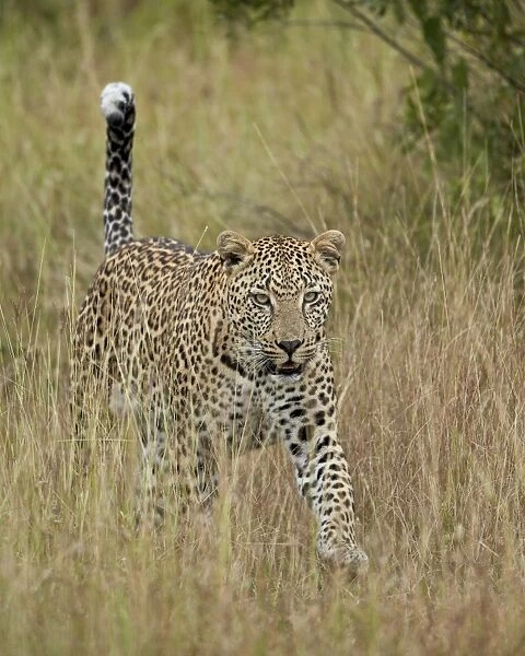 Leopard (Panthera pardus) walking through dry grass with his tail up, Kruger National Park, South Africa, Africa