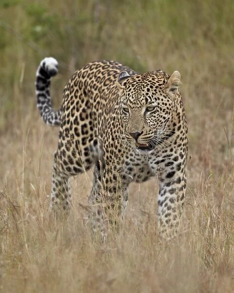 Leopard (Panthera pardus) walking through dry grass with his tail up, Kruger National Park, South Africa, Africa
