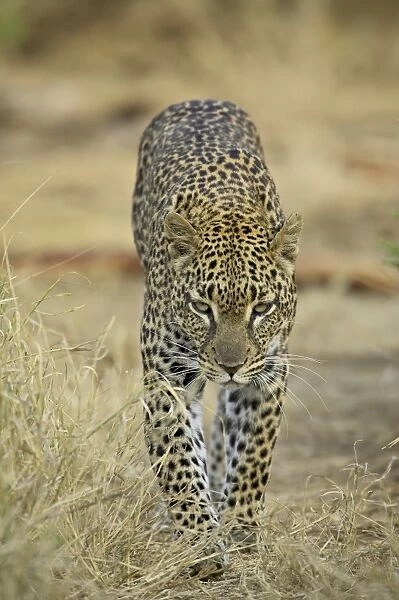Leopard (Panthera pardus) walking straight towards the camera