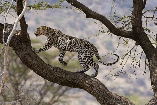 A leopard (Panthera pardus) walking on a tree branch, Samburu National Reserve, Kenya
