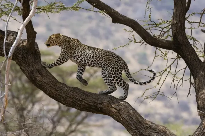 Framed Print : A leopard (Panthera pardus) walking on a tree branch, Samburu National Reserve, Kenya Framed Print : A leopard (Panthera pardus) walking on a tree branch, Samburu National Reserve, Kenya