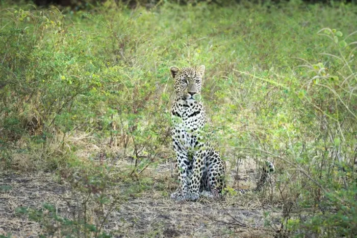 Framed Print : Leopard (Panthera Pardus), Zambia, Africa Framed Print : Leopard (Panthera Pardus), Zambia, Africa