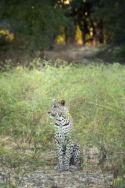 Leopard (Panthera Pardus), Zambia, Africa