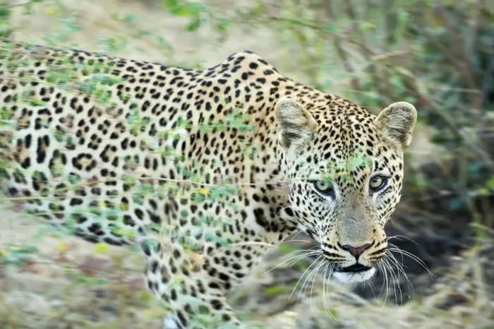 Framed Print : Leopard (Panthera Pardus), Zambia, Africa Framed Print : Leopard (Panthera Pardus), Zambia, Africa