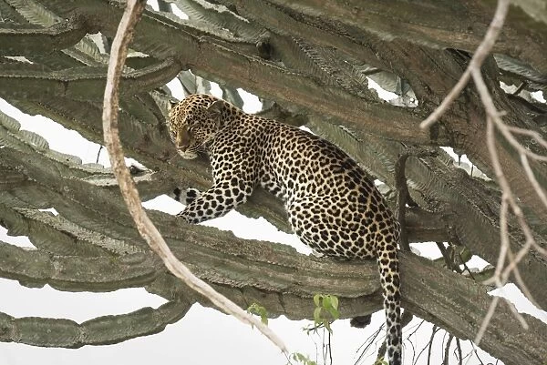 Leopard, Queen Elizabeth National Park, Uganda, Africa