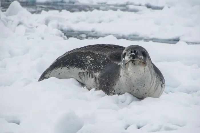 Framed Print : Leopard seal (Hydrurga leptonyx), Enterprise Island, Antarctica, Polar Regions Framed Print : Leopard seal (Hydrurga leptonyx), Enterprise Island, Antarctica, Polar Regions