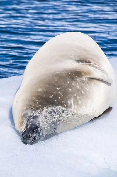 Leopard seal (Hydrurga leptonyx) lying on an ice shelf, Cierva Cove, Antarctica, Polar Regions