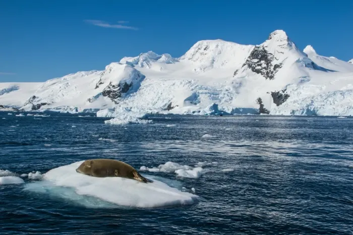 Framed Print : Leopard seal (Hydrurga leptonyx) lying on an ice shelf, Cierva Cove, Antarctica, Polar Regions Framed Print : Leopard seal (Hydrurga leptonyx) lying on an ice shelf, Cierva Cove, Antarctica, Polar Regions