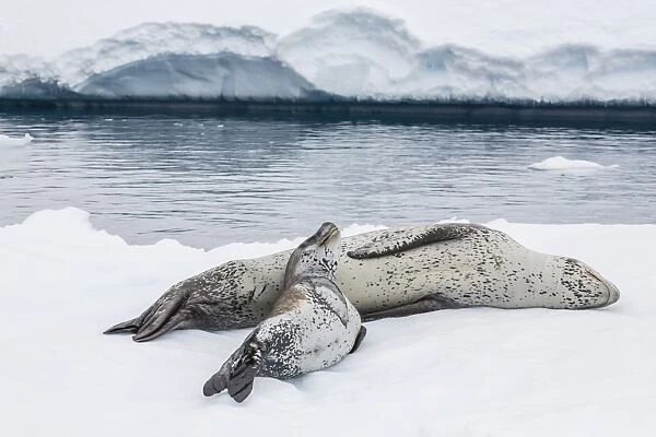 Leopard seal (Hydrurga leptonyx) mother and pup, Petermann Island, Antarctica, Southern Ocean, Polar Regions