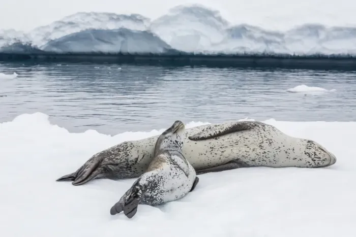 Framed Print : Leopard seal (Hydrurga leptonyx) mother and pup, Petermann Island, Antarctica, Southern Ocean, Polar Regions Framed Print : Leopard seal (Hydrurga leptonyx) mother and pup, Petermann Island, Antarctica, Southern Ocean, Polar Regions