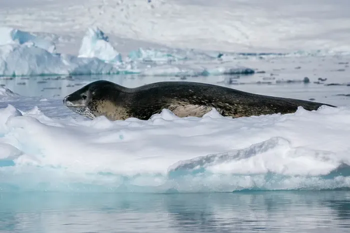 Framed Print : Leopard seal (Hydrurga leptonyx) resting on ice, Larsen Inlet, Weddell Sea, Antarctica, Polar Regions Framed Print : Leopard seal (Hydrurga leptonyx) resting on ice, Larsen Inlet, Weddell Sea, Antarctica, Polar Regions