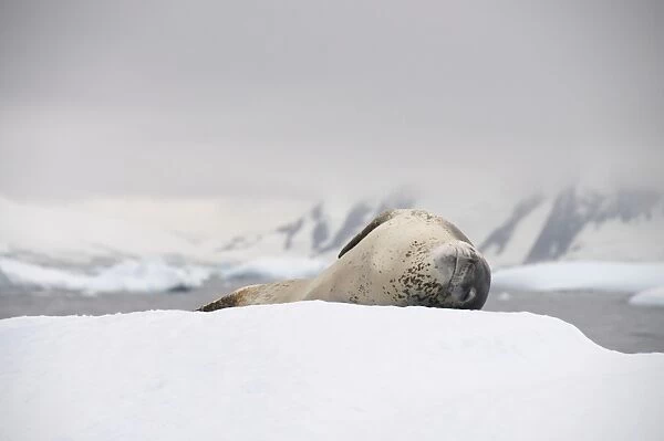 Leopard seal on ice, near Yalour Island, Antarctic Peninsula, Antarctica, Polar Regions