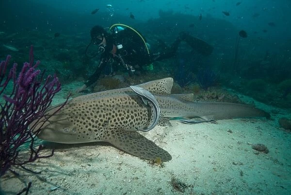 Leopard shark, Dimaniyat Islands, Gulf of Oman, Oman, Middle East