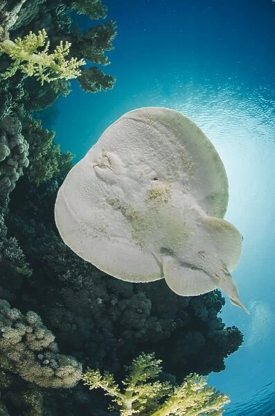 Leopard torpedo ray (Electric ray) (Torpedo panthera), underside view, back-lit by the sun, Ras Mohammed National Park, Sharm El Sheikh, Red Sea, Egypt, North Africa, Africa