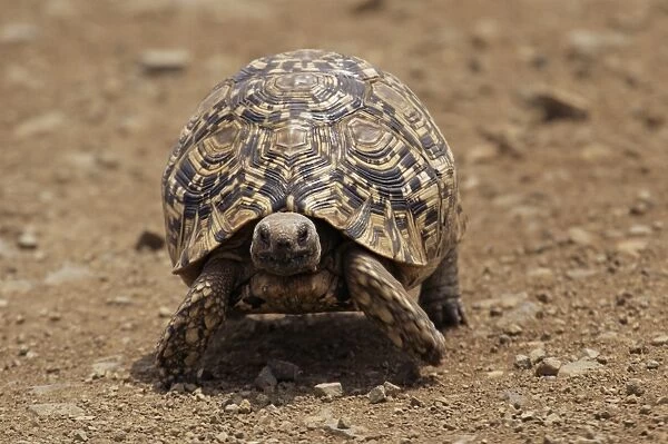 Leopard tortoise (Geochelone pardalis)