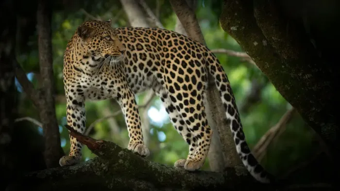 Framed Print : Leopard in a tree, Masai Mara, Kenya, Africa Framed Print : Leopard in a tree, Masai Mara, Kenya, Africa
