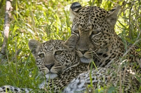 Leopards (Panthera pardus), Masai Mara National Reserve, Kenya, East Africa, Africa