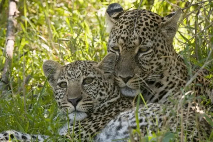 Framed Print : Leopards (Panthera pardus), Masai Mara National Reserve, Kenya, East Africa, Africa Framed Print : Leopards (Panthera pardus), Masai Mara National Reserve, Kenya, East Africa, Africa