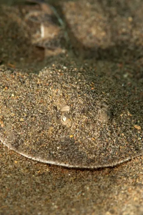 Framed Print : Lesser electric ray (Narcine brasiliensis), Dominica, West Indies, Caribbean, Central America Framed Print : Lesser electric ray (Narcine brasiliensis), Dominica, West Indies, Caribbean, Central America