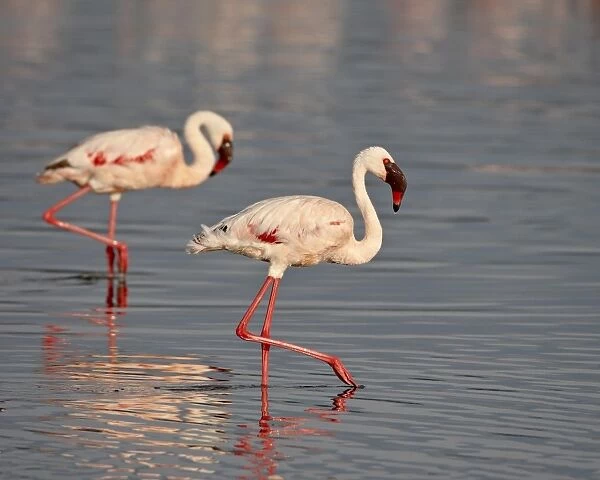 Two lesser flamingo (Phoeniconaias minor), Lake Nakuru National Park, Kenya