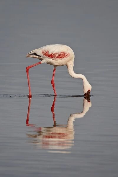 Lesser flamingo (Phoeniconaias minor), Lake Nakuru National Park, Kenya