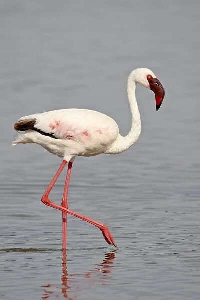 Lesser Flamingo (Phoeniconaias minor), Lake Nakuru National Park, Kenya