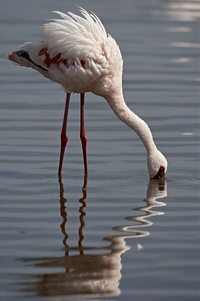 Lesser flamingo (Phoeniconaias minor), Lake Nakuru National Park, Kenya