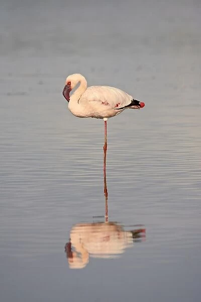 Lesser flamingo (Phoeniconaias minor), Serengeti National Park, Tanzania