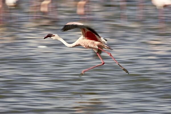 Lesser flamingo (Phoeniconaias minor) landing in Lake Nakuru, Lake Nakuru National Park