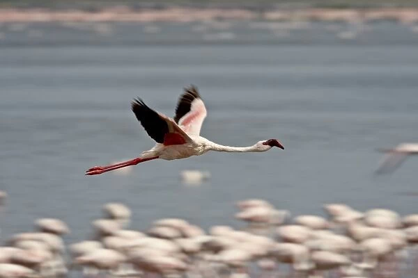 Lesser flamingo (Phoeniconaias minor) in flight, Lake Nakuru National Park