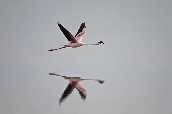Lesser flamingo (Phoeniconaias minor) in flight, Serengeti National Park, Tanzania, East Africa, Africa
