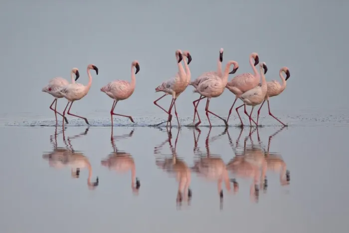 Framed Print : Lesser flamingo (Phoeniconaias minor) group, Serengeti National Park, Tanzania, East Africa, Africa