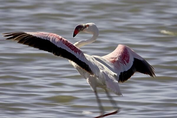 Lesser flamingo (Phoeniconaias minor) landing