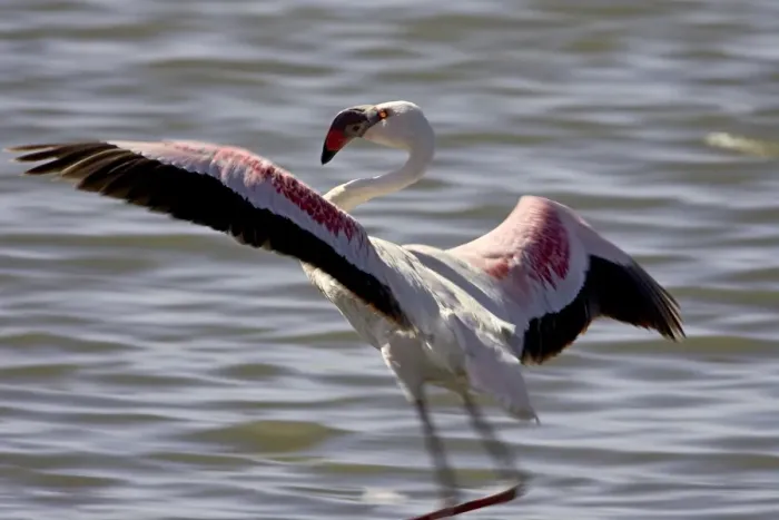 Framed Print : Lesser flamingo (Phoeniconaias minor) landing