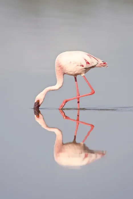Framed Print : Lesser flamingo (Phoeniconaias minor) and reflection, Lake Ndutu, Serengeti National Park
