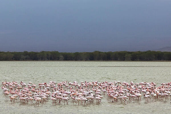 Lesser flamingoes (Phoeniconaias minor), Amboseli National Park, Kenya, East Africa, Africa