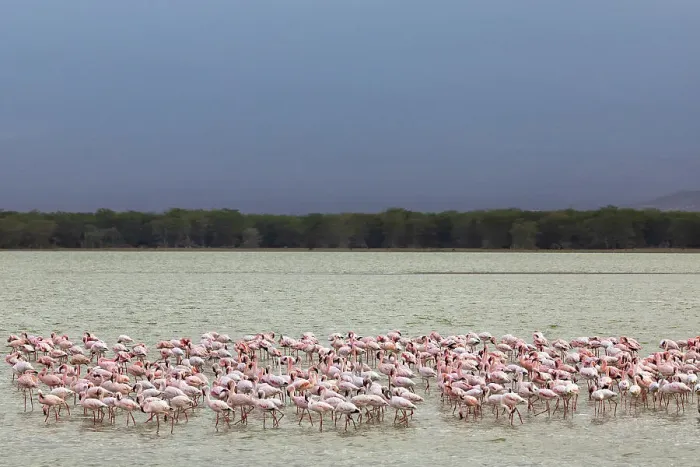 Framed Print : Lesser flamingoes (Phoeniconaias minor), Amboseli National Park, Kenya, East Africa, Africa
