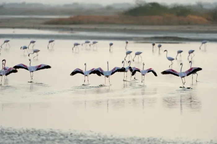 Framed Print : Lesser Flamingos, Little Rann of Kutch, Gujarat, India, Asia Framed Print : Lesser Flamingos, Little Rann of Kutch, Gujarat, India, Asia