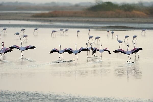 Lesser Flamingos, Little Rann of Kutch, Gujarat, India, Asia