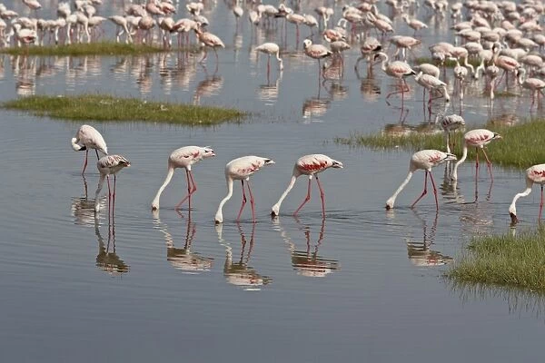 Lesser flamingos (Phoeniconaias minor) feeding in Lake Nakuru, Lake Nakuru National Park