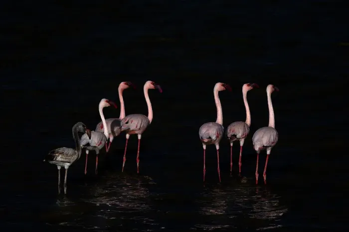Framed Print : Lesser flamingos (Phoeniconaias minor), Amboseli National Park, Kenya, East Africa, Africa