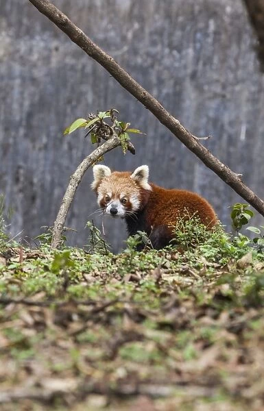 A lesser panda (red panda) in a wildlife reserve in India where tourists can observe